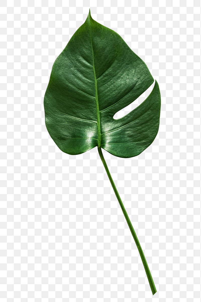 Split leaf philodendron, monstera plant | Free PNG Sticker - rawpixel