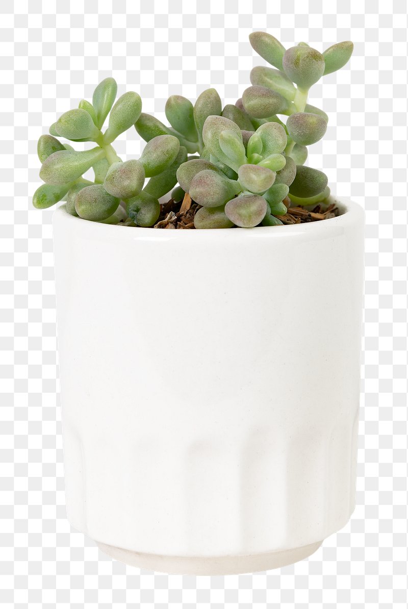 Small Succulent Plant PNG Images | Free Photos, PNG Stickers ...