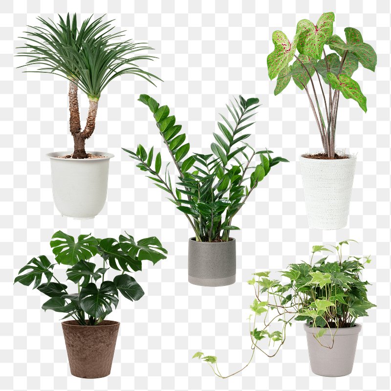 indoor plants top view png