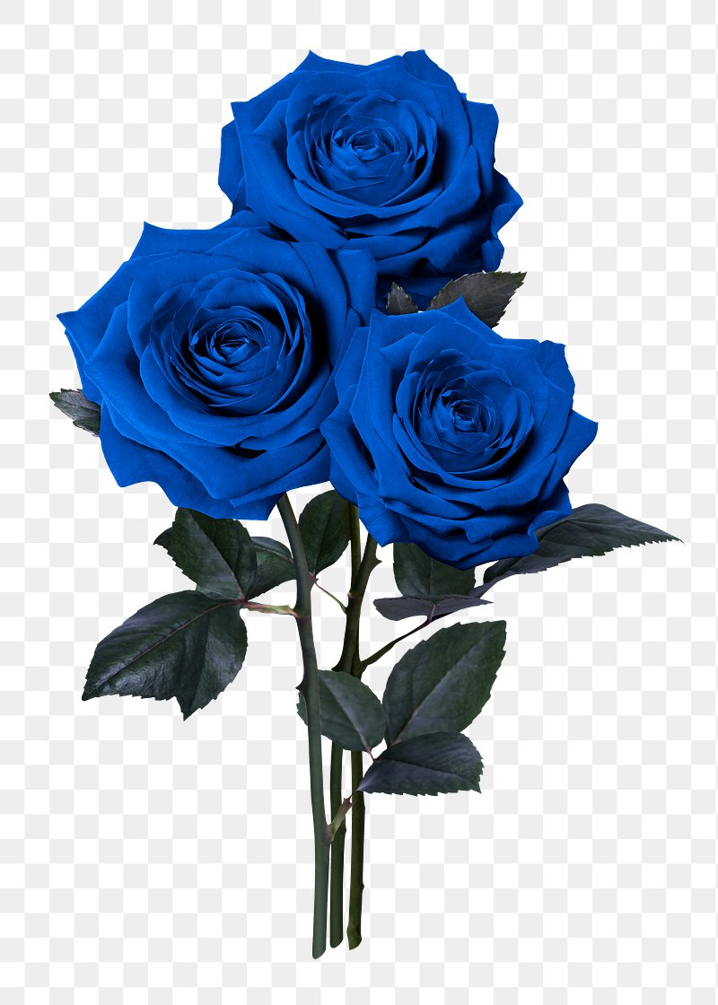 blue rose background hd