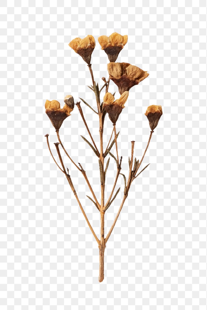 Dried Flower Images | Free HD Backgrounds, PNGs, Vector Graphics, Illustrations & Templates - rawpixel Dried Flower Images | Free HD Backgrounds, PNGs, Vector Graphics, Illustrations & Templates - rawpixel
