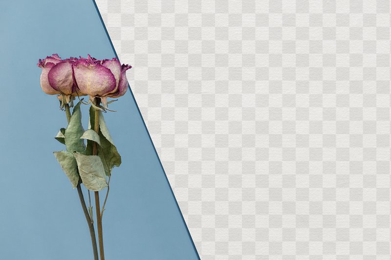 Dried pink rose with a shadow on a background