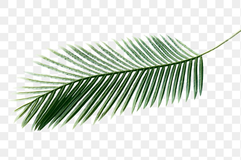 Palm Leaf Images | Free Photos, PNG Stickers, Wallpapers & Backgrounds ...