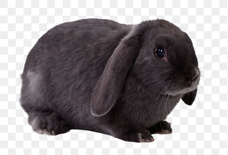 Rabbit PNG Images  Free Photos, PNG Stickers, Wallpapers