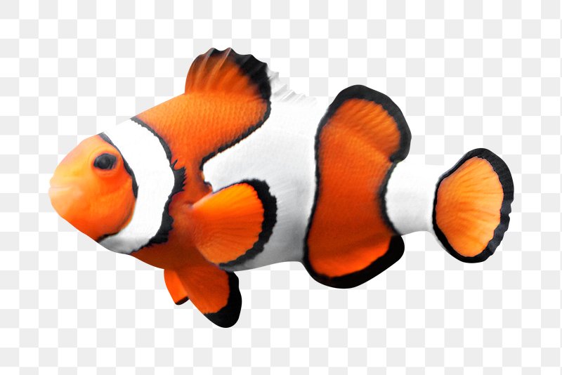 Fish Face PNG Transparent Images Free Download, Vector Files