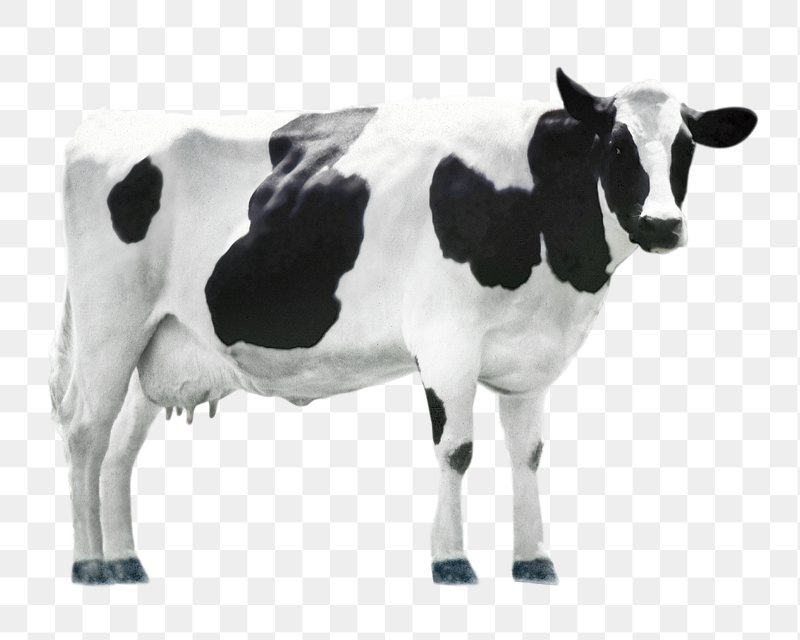 farm animals cow