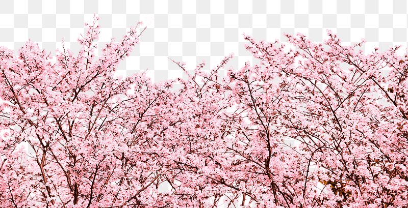 cherry blossom png