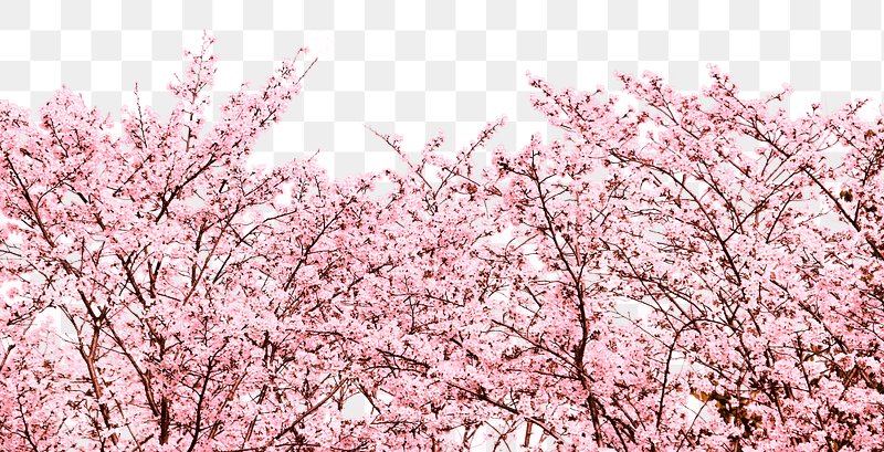 Sakura PNG Images  Free Photos, PNG Stickers, Wallpapers