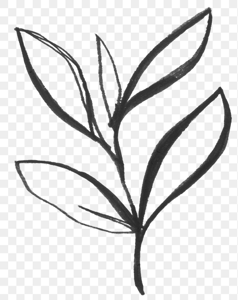 Leaves Line Drawing PNG Images  Pngtree