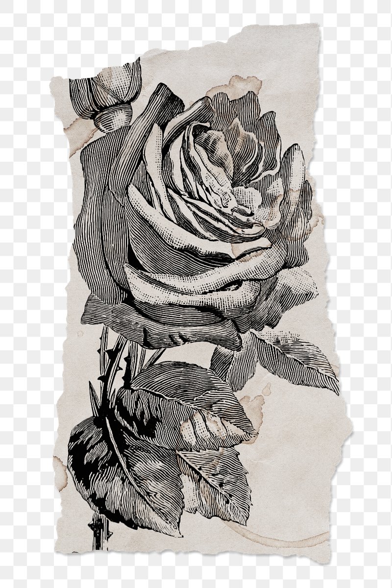 Rose Line art Drawing, rose tattoo, white, leaf png | PNGEgg