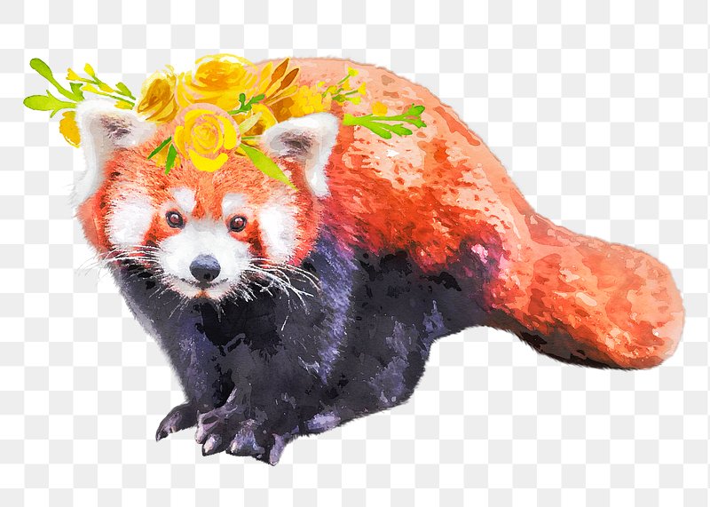 Red Panda Images Free Photos Png Stickers Wallpapers Backgrounds Rawpixel