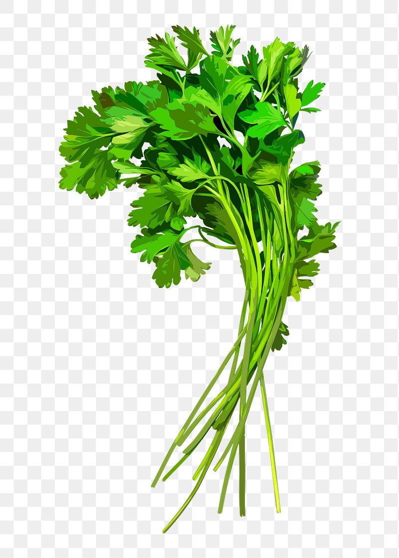 cilantro clipart