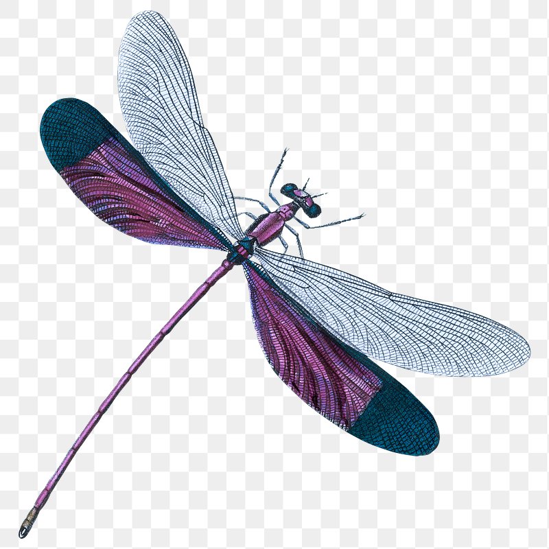 dragonfly wings clipart
