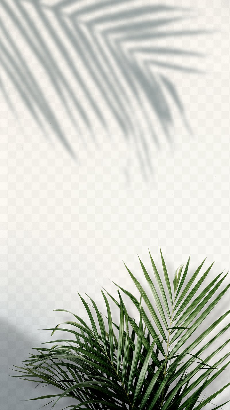 Palm Leaf Images | Free Photos, PNG Stickers, Wallpapers & Backgrounds -  rawpixel