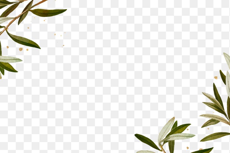 olive leaf clipart