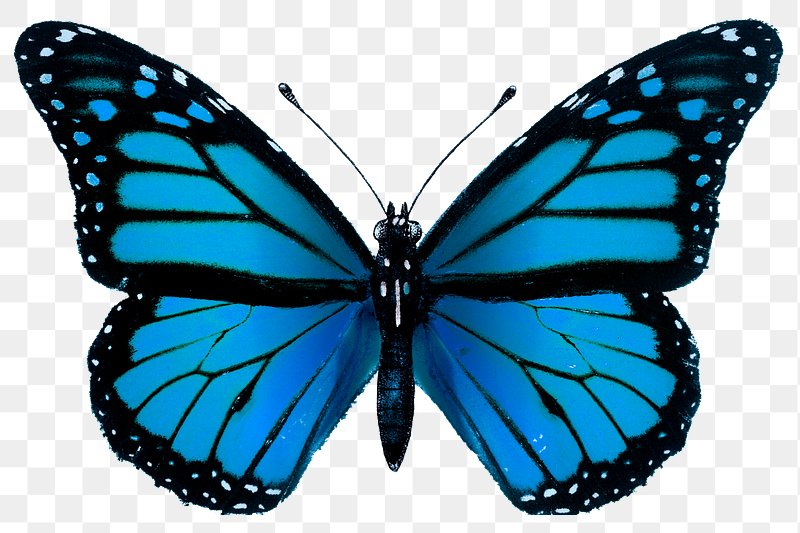 Khám phá bộ sưu tập hình ảnh bướm PNG miễn phí đầy màu sắc và độc đáo. Hình ảnh đẹp mắt, cấp độ chuyên nghiệp, phù hợp cho nhiều loại dự án. Nhấn vào ảnh để thưởng thức ngay!