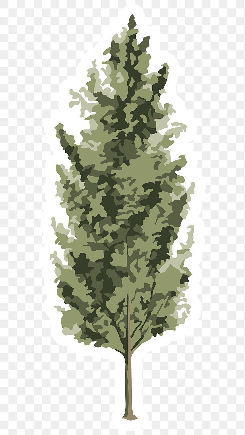 Vectorized Spruce Tree Sticker Overlay | Premium Png Sticker - Rawpixel