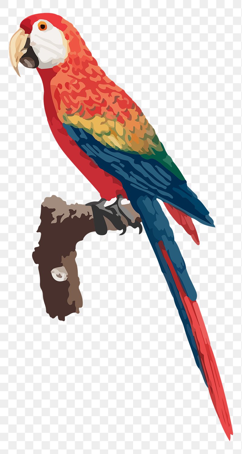 Macaw PNG Images | Free Photos, PNG Stickers, Wallpapers & Backgrounds ...