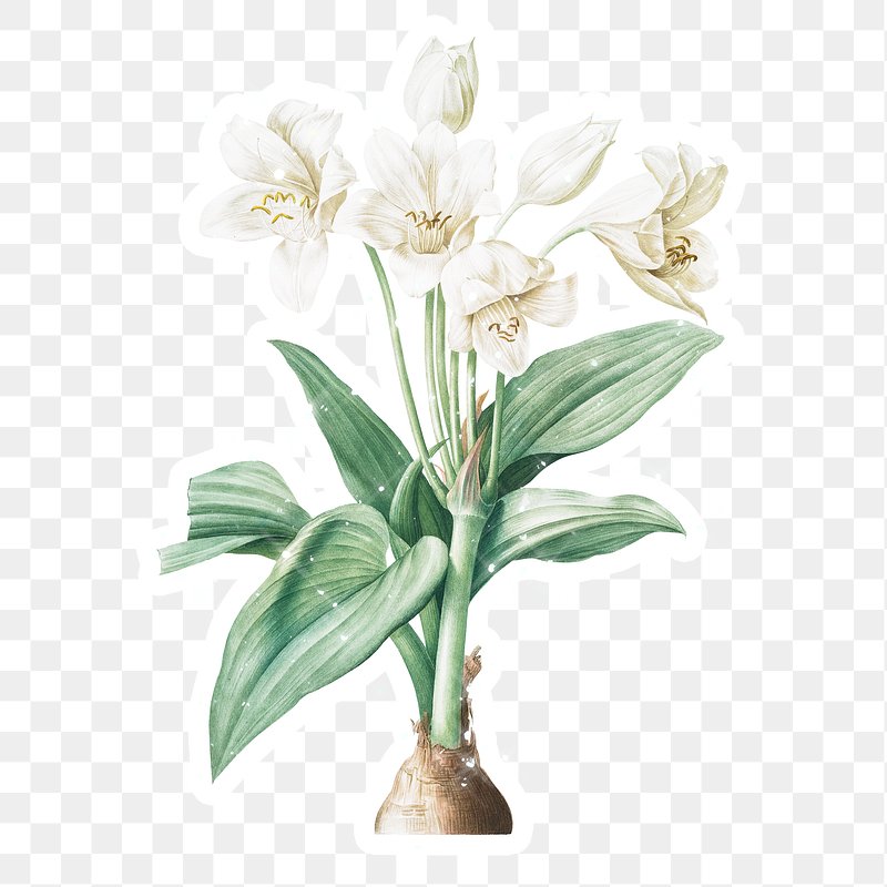 Hand Drawn Sparkling Crinum Giganteum 