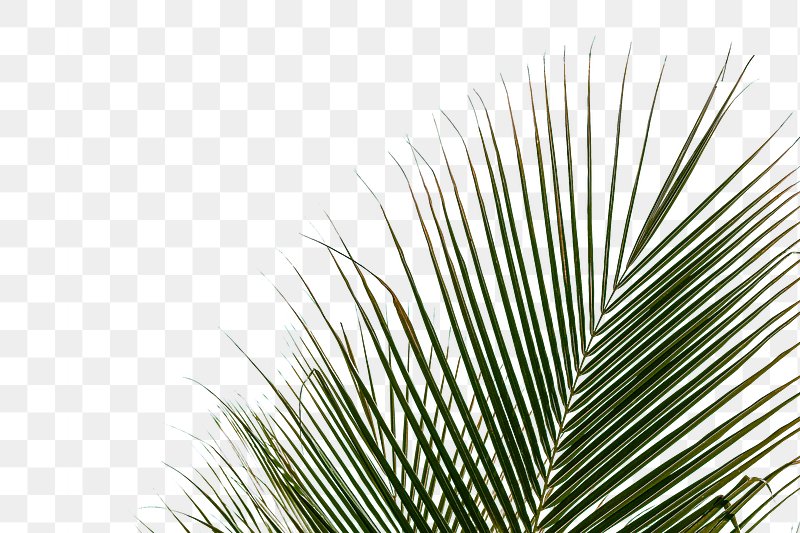 Palm Leaf Images 