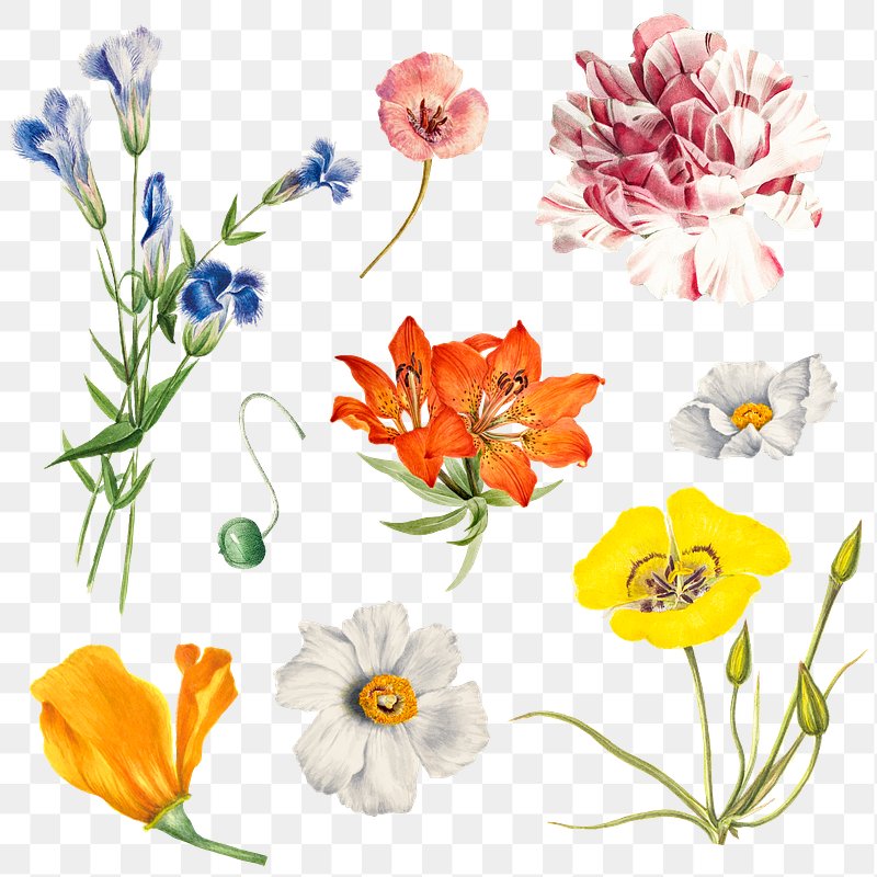 Flower PNG Images | Free PNG Vector Graphics, Effects & Backgrounds -  rawpixel