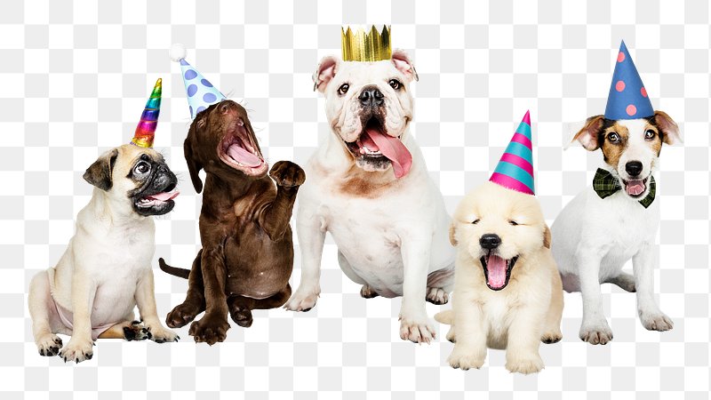 lab dog birthday images