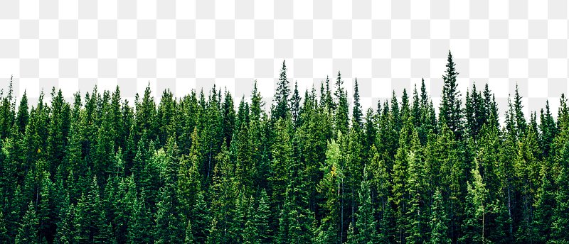 pine forest hd