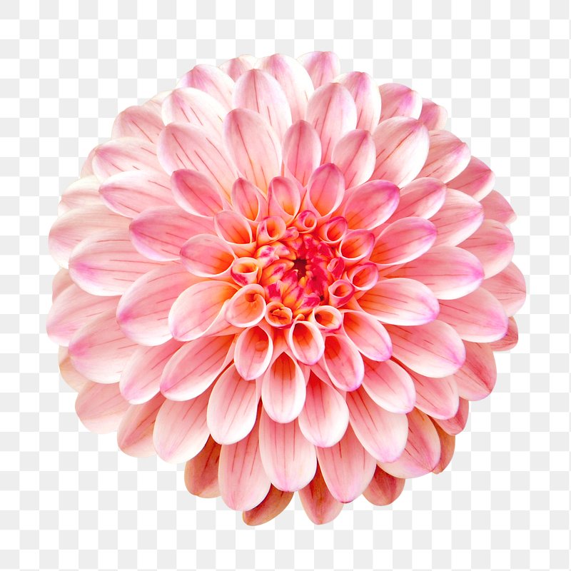7+ Real Flower Png