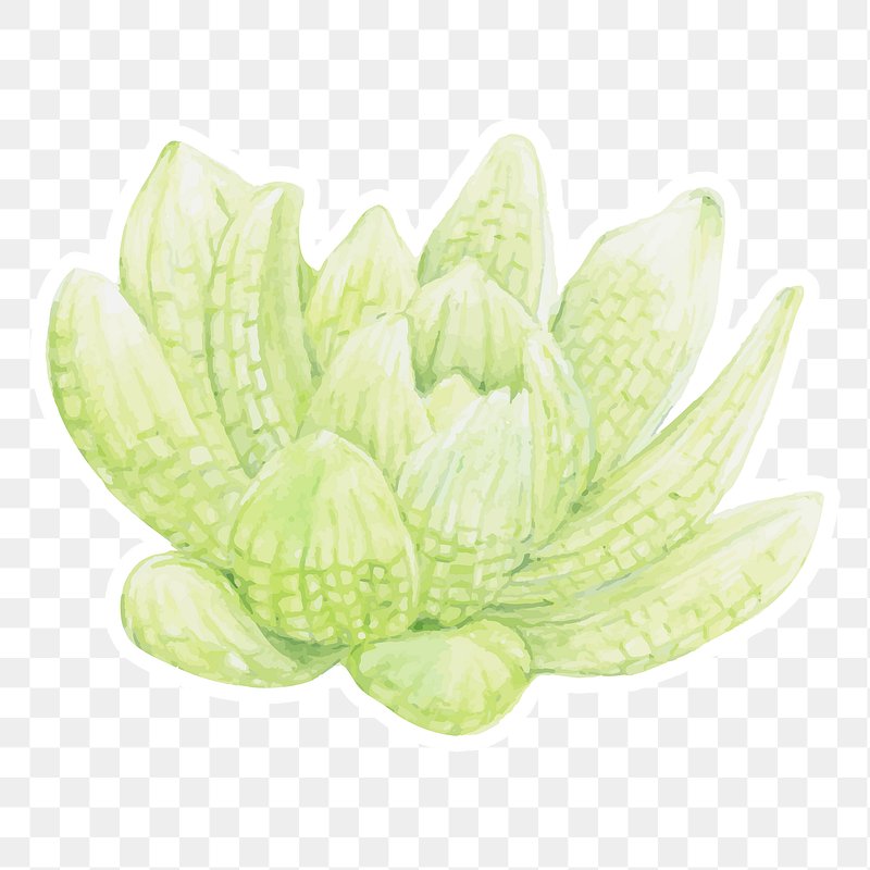 Haworthia chloracantha succulent png | Free PNG Sticker - rawpixel Download free png of Haworthia chloracantha succulent png by... 