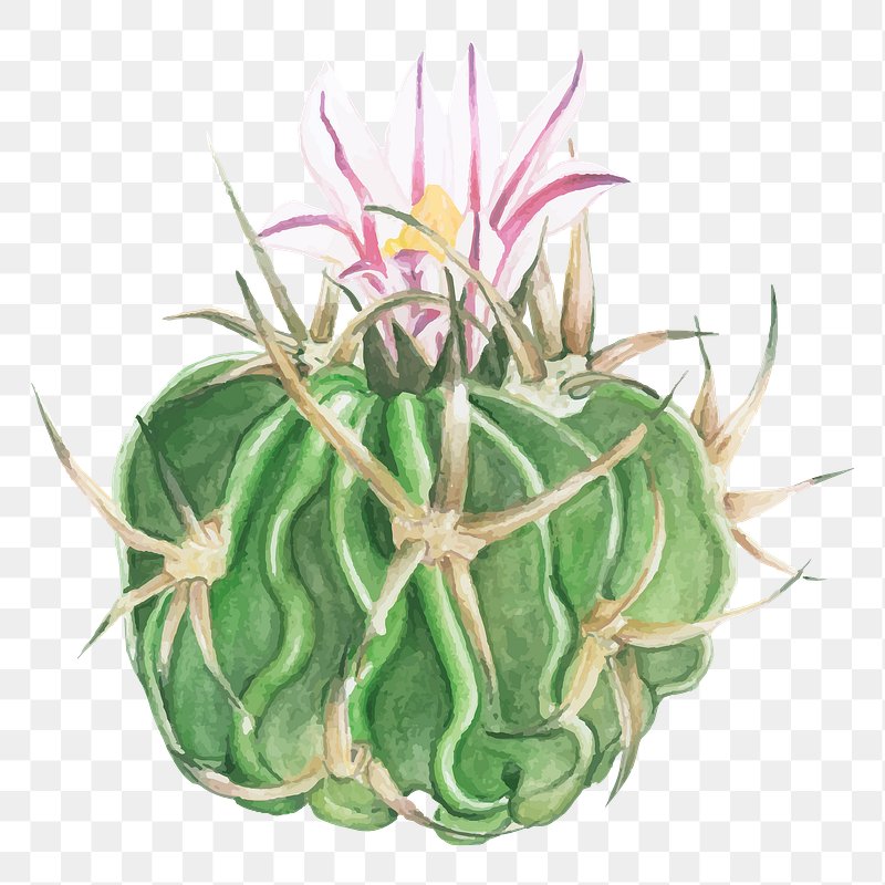 Pink cactus flower png plant | Free stock illustration | High Resolution graphic