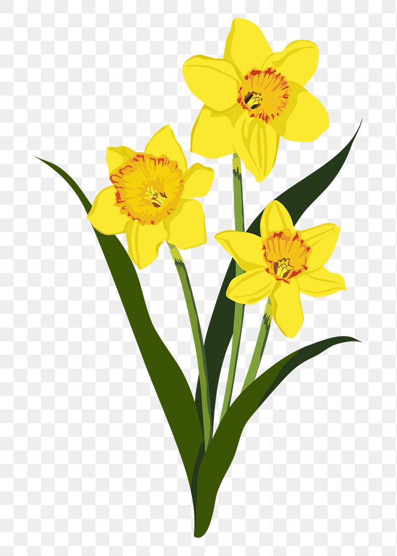 daffodil clip art no background