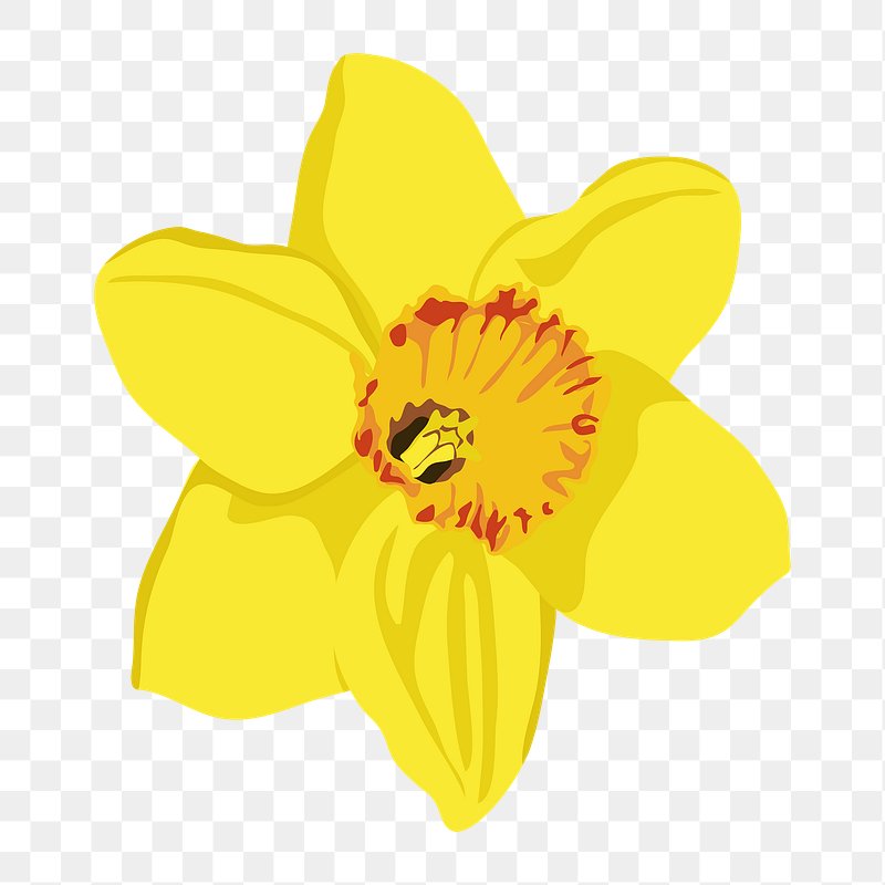 Realistic daffodil png flower sticker, | Premium PNG - rawpixel