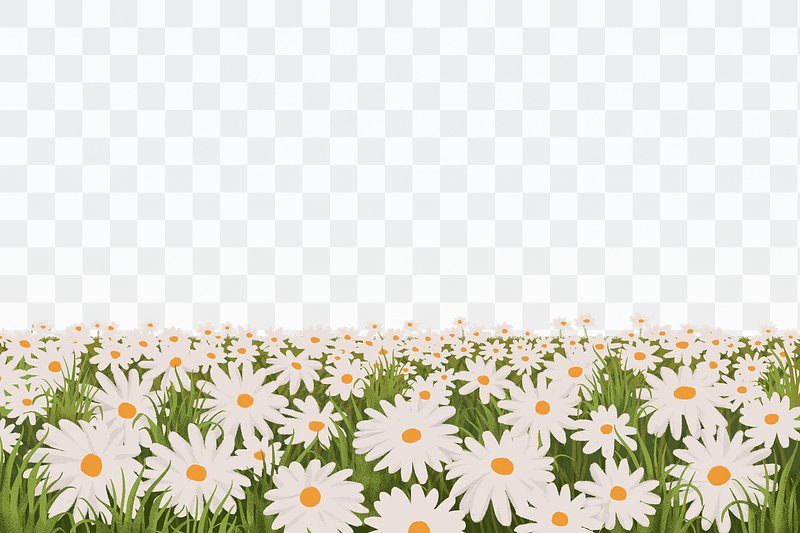 Field Flowers Images  Free HD Backgrounds, PNGs, Vector Graphics