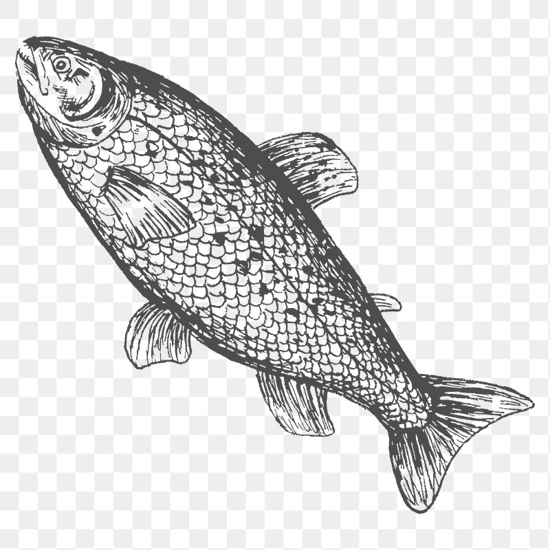 8,488 Realistic Fish Drawing Images, Stock Photos & Vectors | Shutterstock