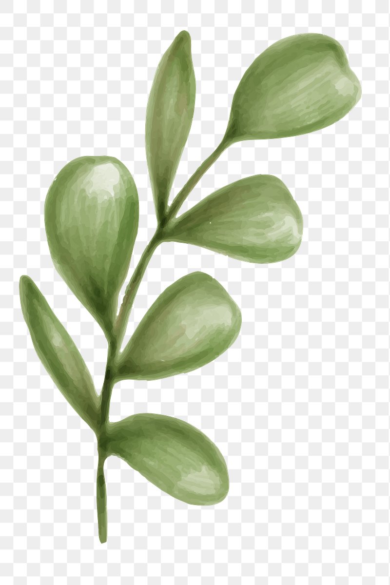 Green Leaf Png
