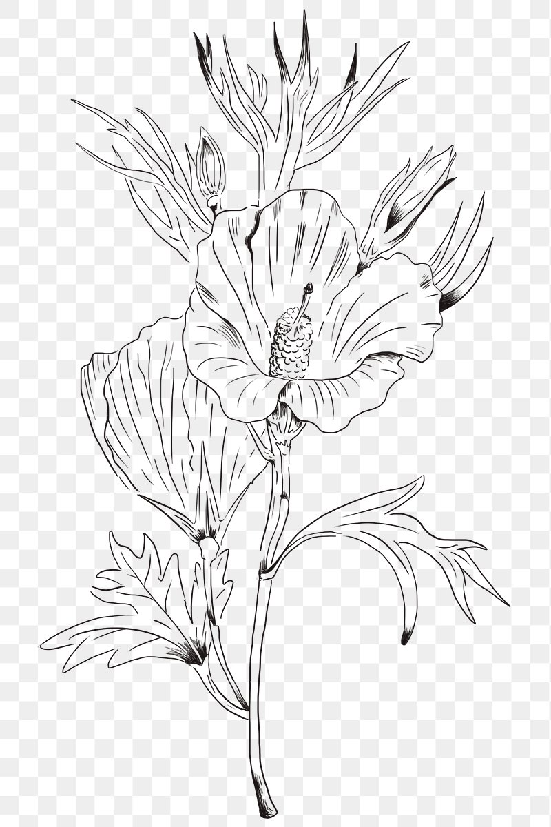 Flower Png Outline  Drawing Black And White Flower Transparent Png   Transparent Png Image  PNGitem
