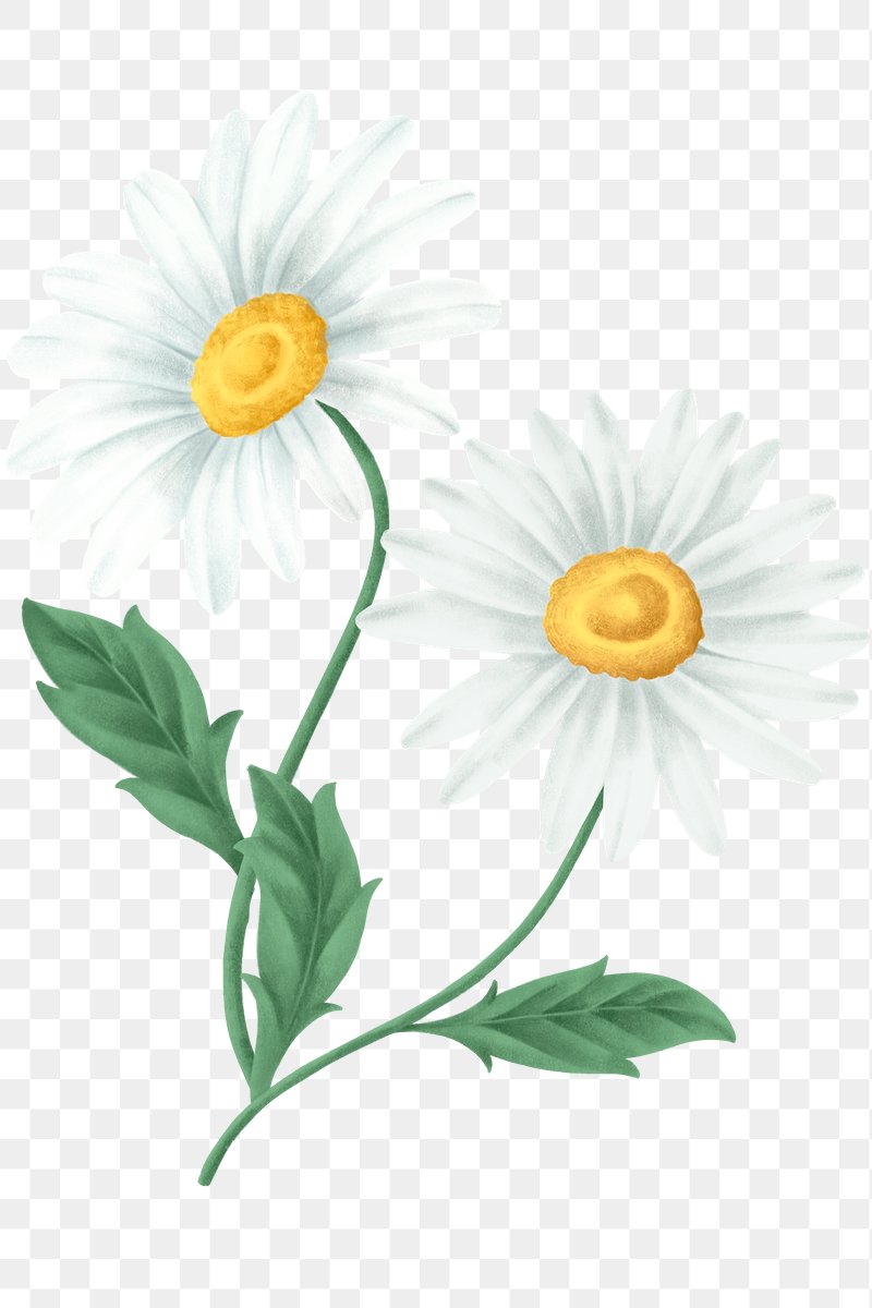 Daisy Images Free HD Backgrounds, PNGs, Vector Graphics,, 54% OFF