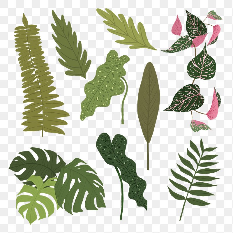 Tropical Leaves Images | Free HD Backgrounds, PNGs, Vectors & Templates -  rawpixel