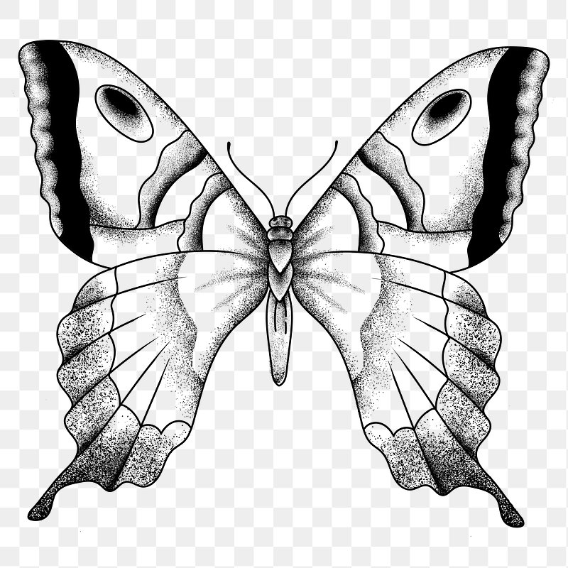 butterfly tattoo drawing