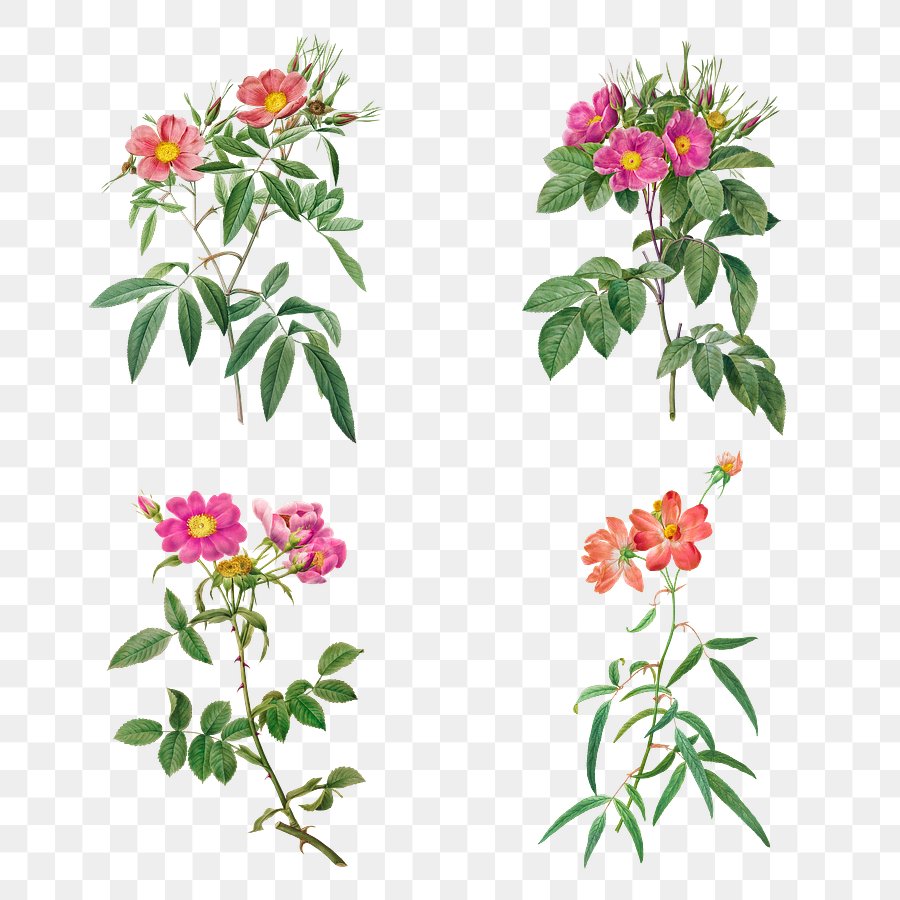 rosa-longifolia-images-free-vectors-pngs-mockups-backgrounds