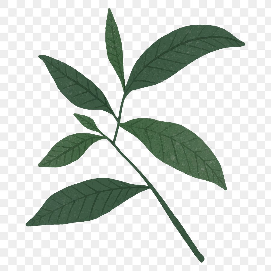 Tropical Leaves | Transparent PNG background and graphic assets | rawpixel