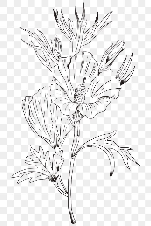 Floral Outline PNG Images | Free Vectors, PNGs, Mockups & Backgrounds - rawpixel