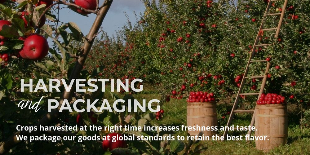 Fruit harvest Twitter ad template, smart farming design