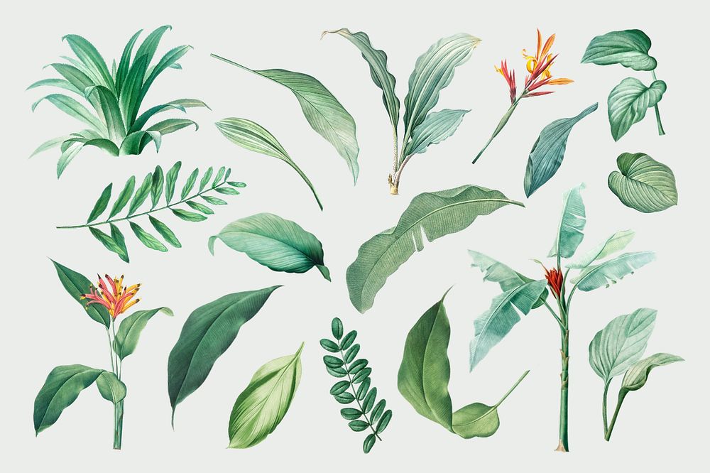 Tropical leaf, editable illustration set