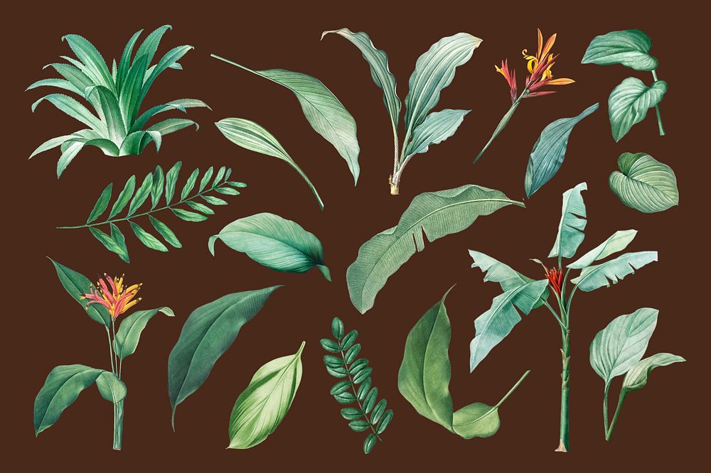 Editable tropical leaf illustration set