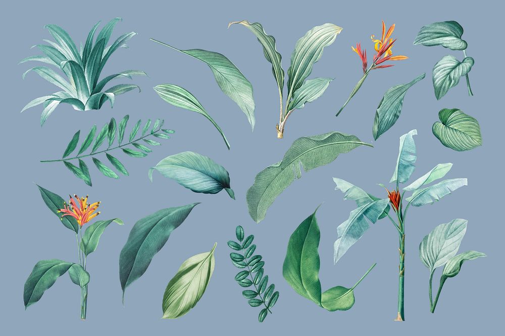 Tropical leaf, editable illustration set