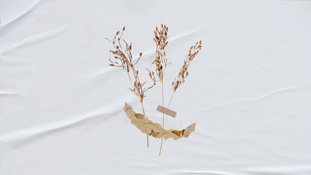 Desktop wallpaper aesthetic dried flower craft, white background