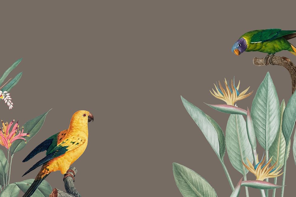 Colorful birds illustration, tropical background, editable design