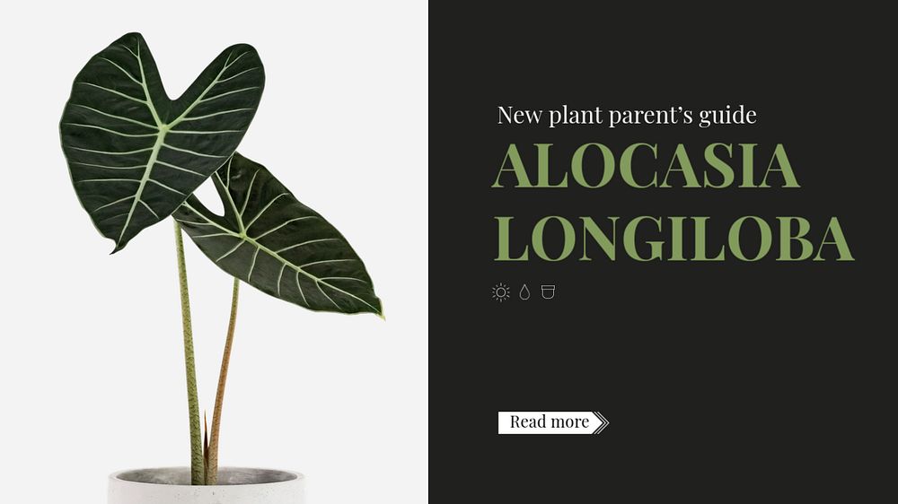 Alocasia guide blog banner template, editable plant care design