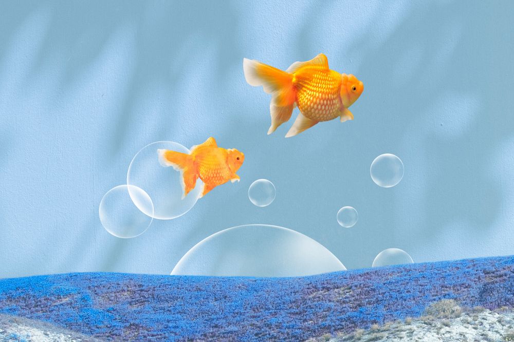 Dreamy goldfish background, surreal blue sky